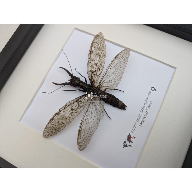 コエポン　Acanthacorydalis fruhstorferi ACANTHACORYDALIS FRUHSTORFERI